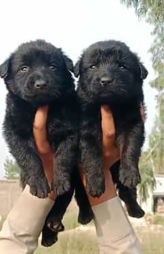 black German shepherd double coat pair