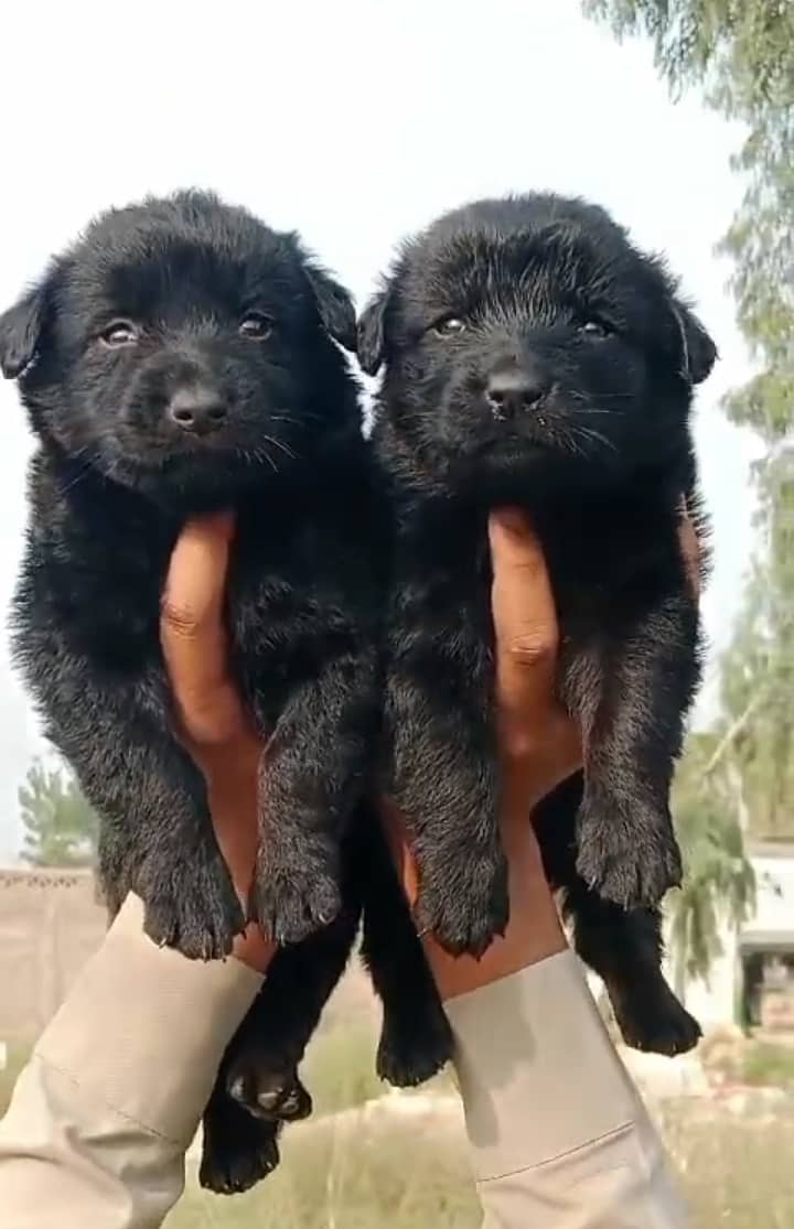 black German shepherd double coat pair 0