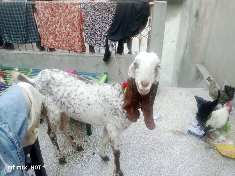 Urgent  Makhi cheni Bakri For Sale (0-3-0-3-0-0-0-7-6-8-6) 0