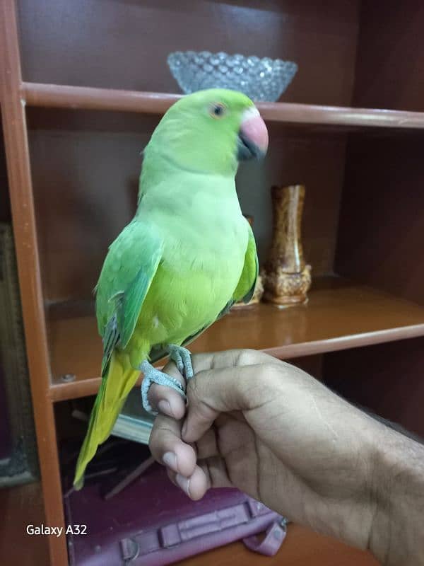 parrot tame parrot 0