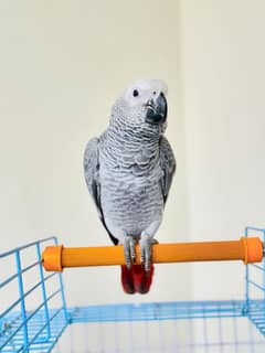 African grey parrot| hand tame| talking f2f