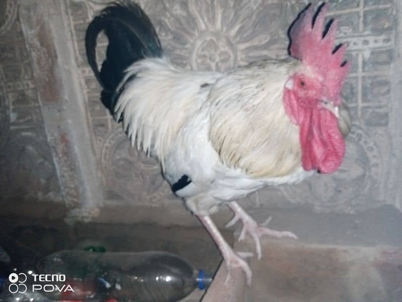 Lite sucess Hen for sale in lhr 0