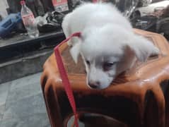 Russian white puppy