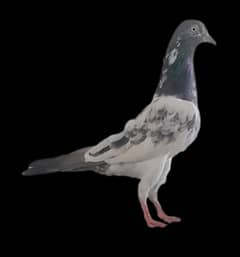 Tedddy kabootar/pigeon