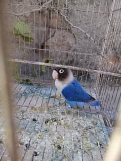 lovebird blue fisher female age 1 year