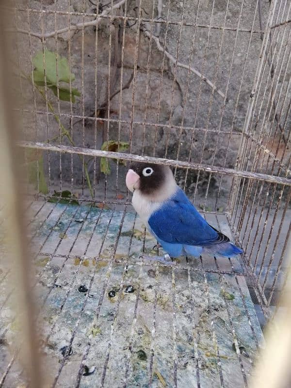 lovebird blue fisher female age 1 year 0