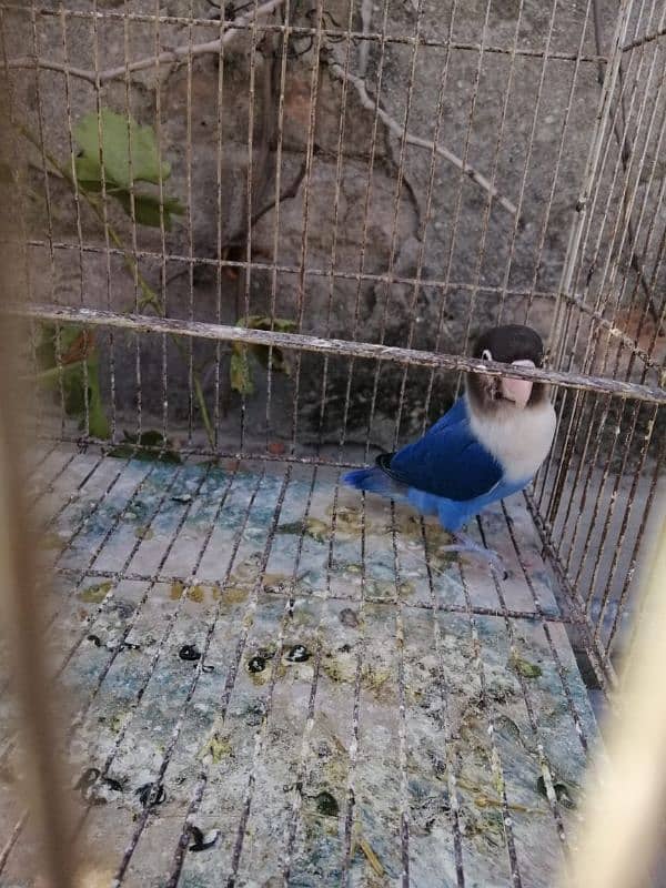 lovebird blue fisher female age 1 year 2