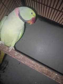 Dreeder pair II Parrots for sale II