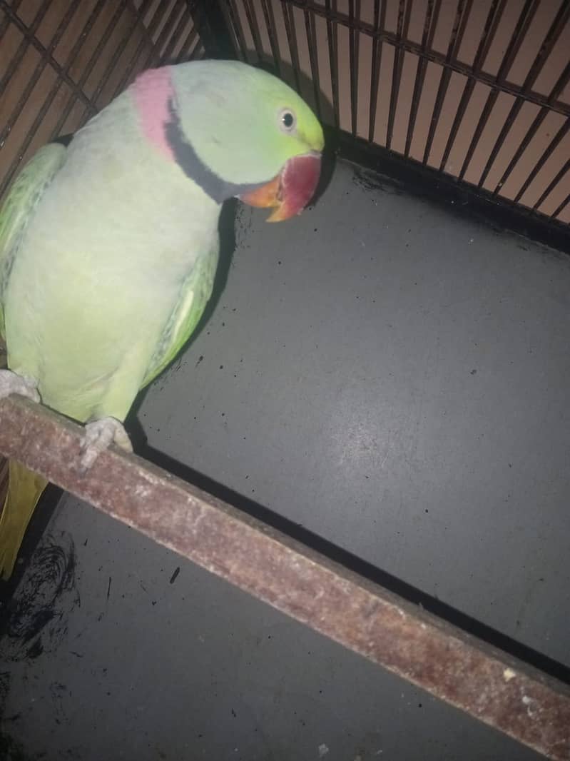 Dreeder pair II Parrots for sale II 0