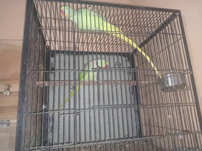 Dreeder pair II Parrots for sale II 1