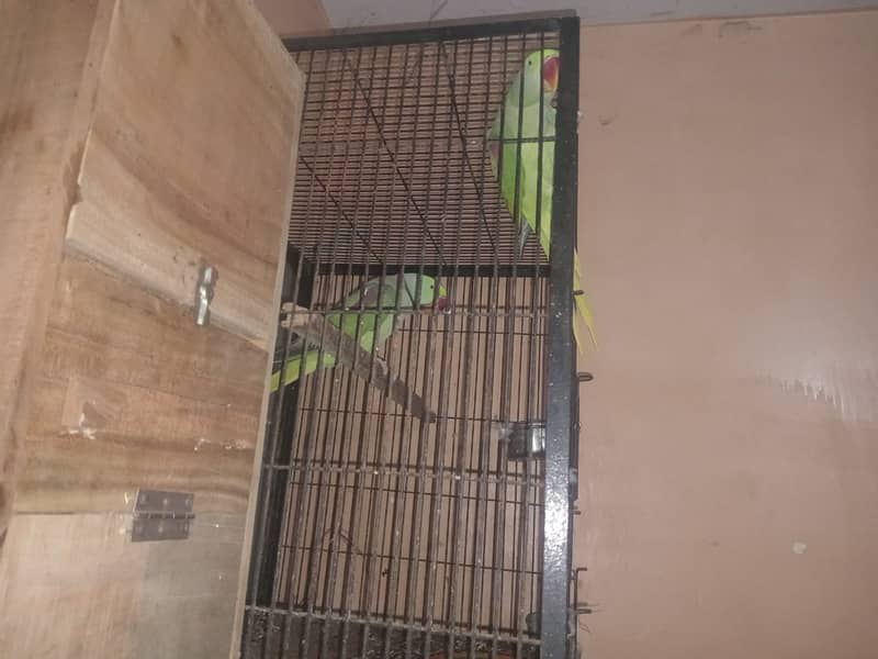 Dreeder pair II Parrots for sale II 2