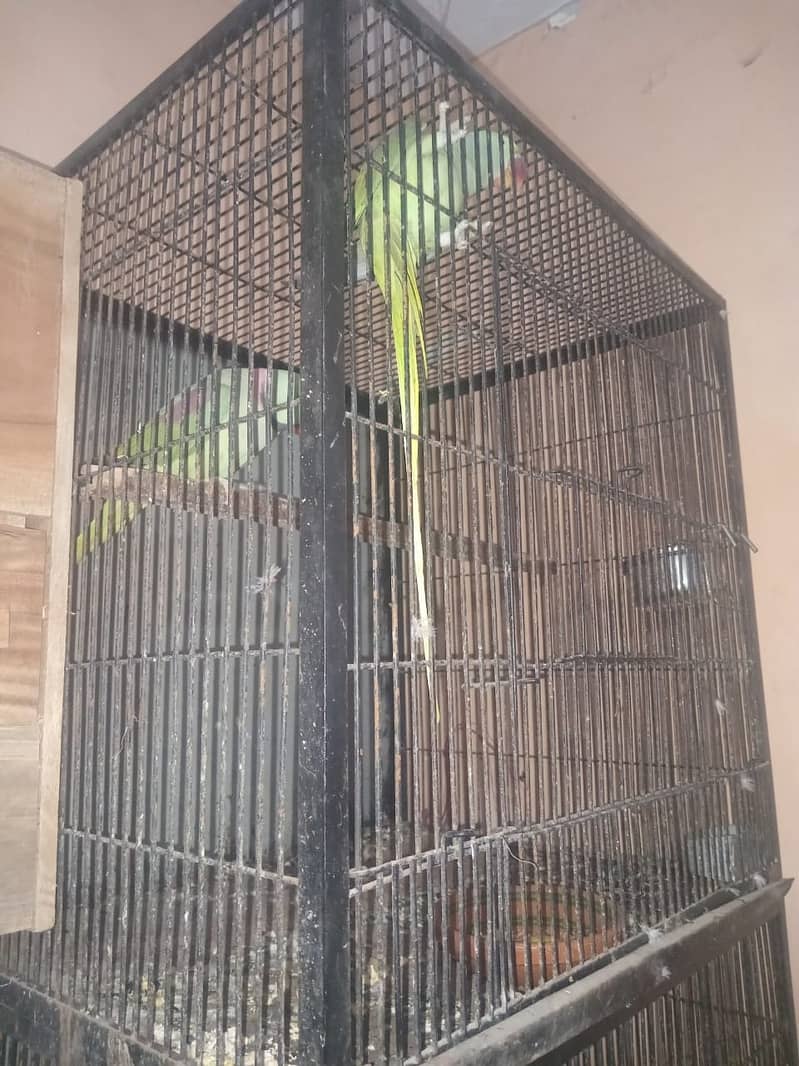 Dreeder pair II Parrots for sale II 3