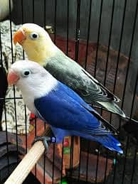 love birds 2