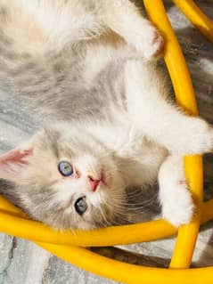 White Persian kittens,grey eye