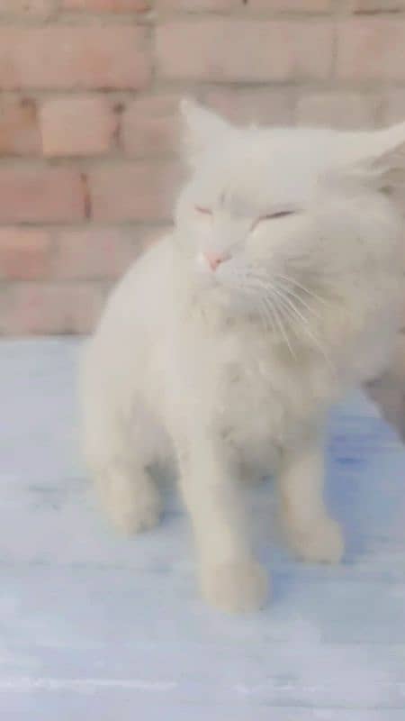 Persian cats 6