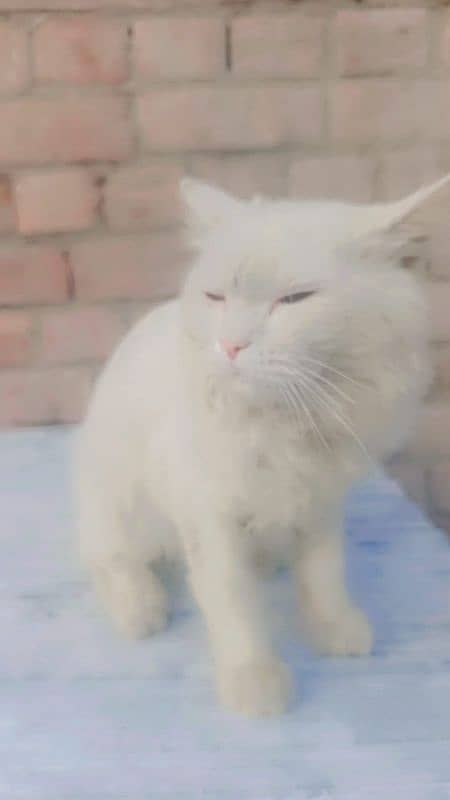 Persian cats 7