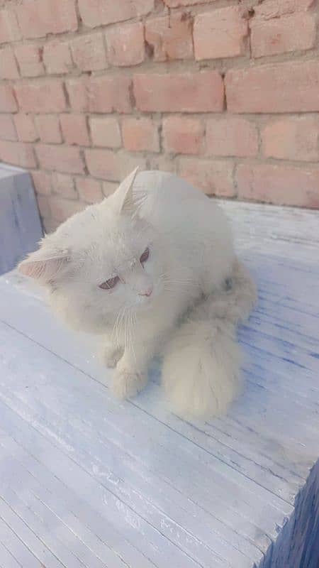 Persian cats 9