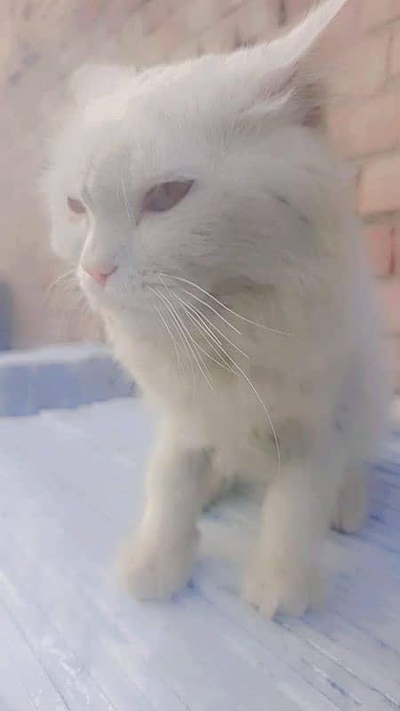 Persian cats 12