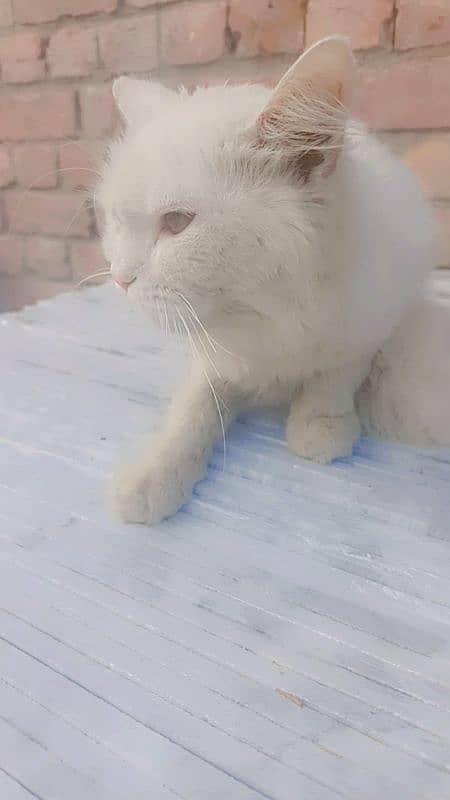 Persian cats 13