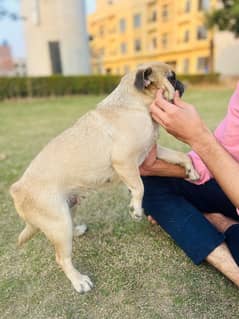 Female Pug with Jetbox