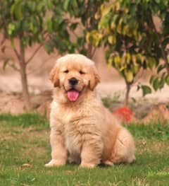 American Golden Retriever puppy 03231447953