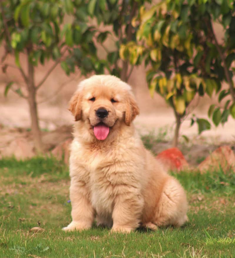 American Golden Retriever puppy 03231447953 0