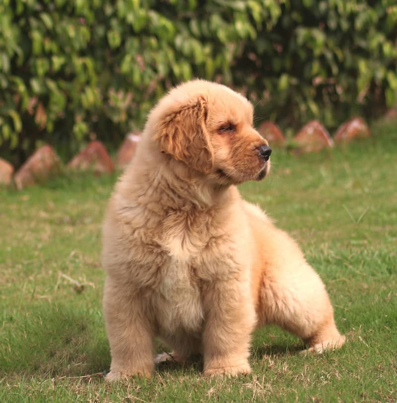 American Golden Retriever puppy 03231447953 1