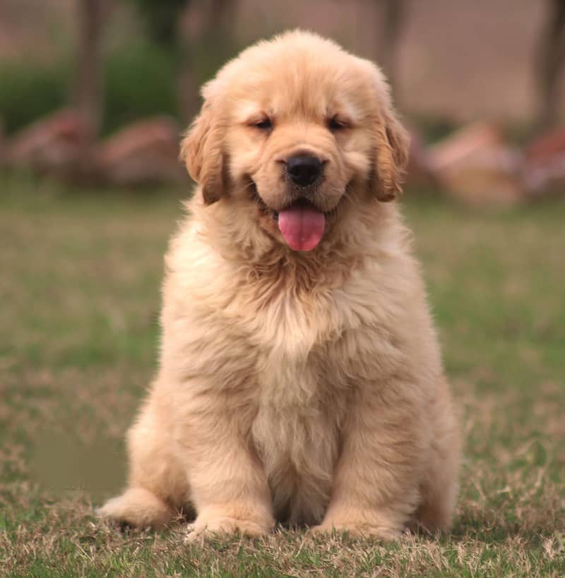 American Golden Retriever puppy 03231447953 2