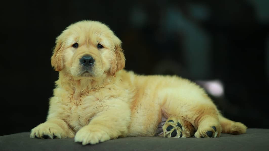 American Golden Retriever puppy 03231447953 3