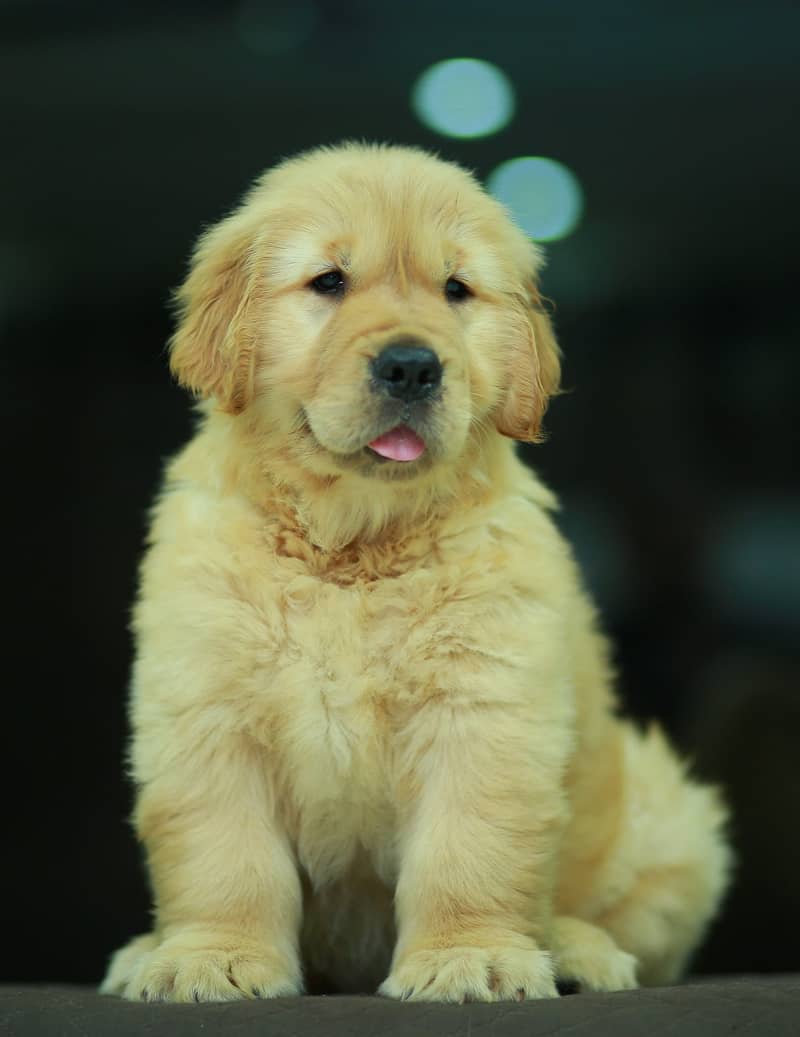 American Golden Retriever puppy 03231447953 4