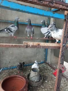 Mix Best breeding pigeons