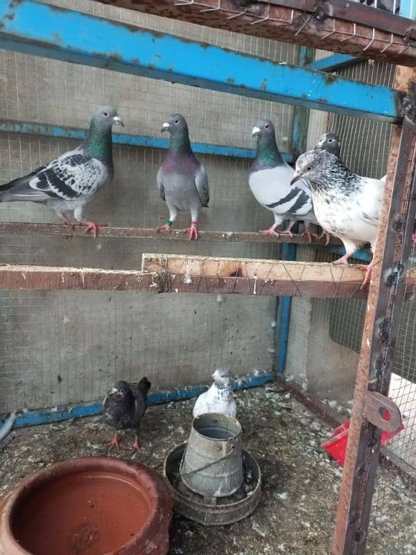 Mix Best breeding pigeons 0