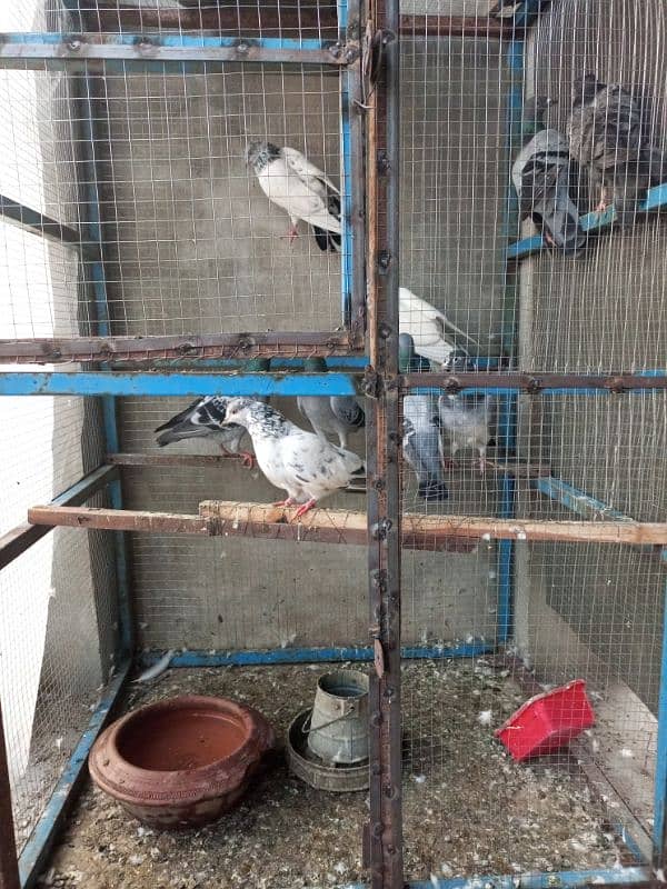 Mix Best breeding pigeons 1