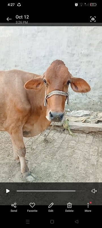 tokar cow for sell 0