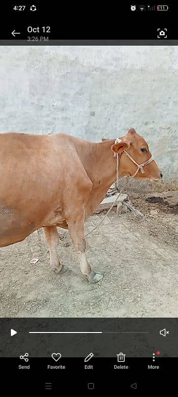 tokar cow for sell 1