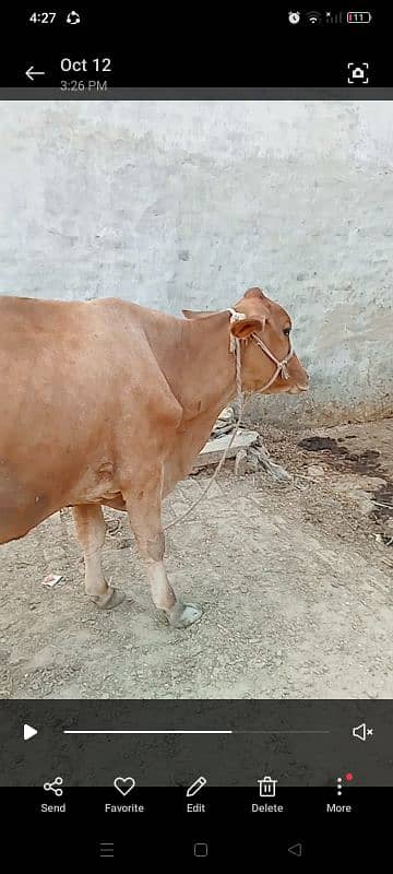 tokar cow for sell 2