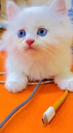 Persian cat My WhatsApp number 03379701486 for sale