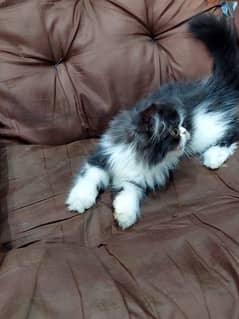 Persian cat for sale male or female my WhatsApp0323=00=97=122