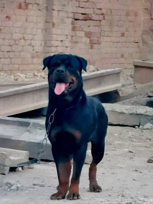 rottweiler female adult pure 0