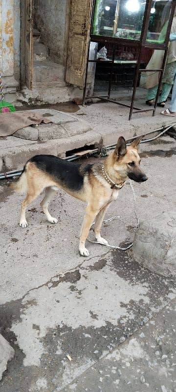 Alsatian dog male 3