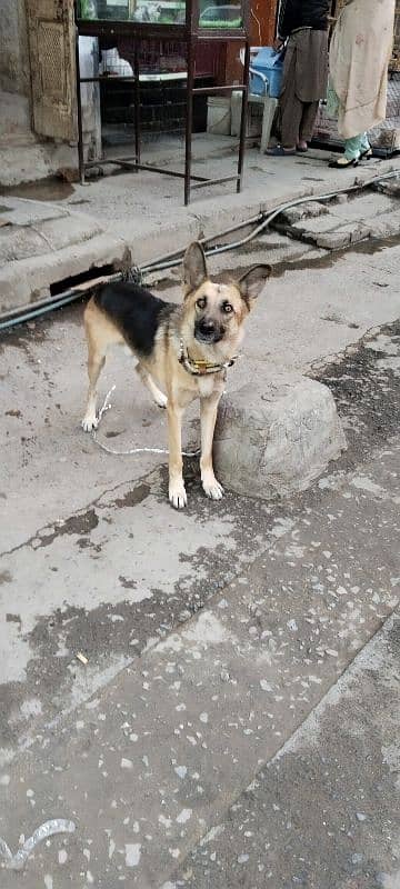 Alsatian dog male 5