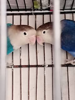 love birds