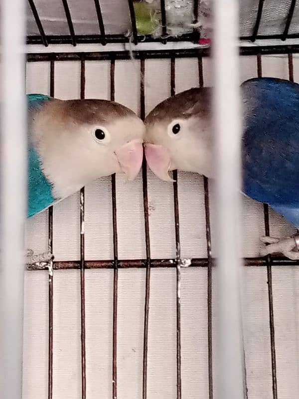 love birds 0