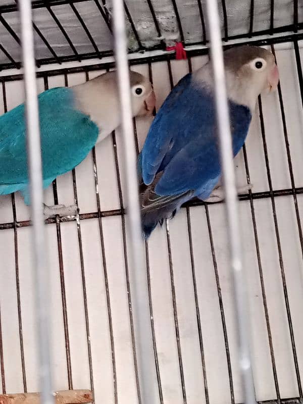 love birds 1