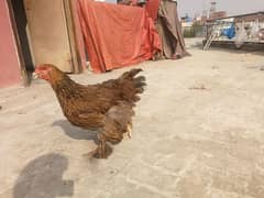 Female Brahma, Bharama, Barhma for sale