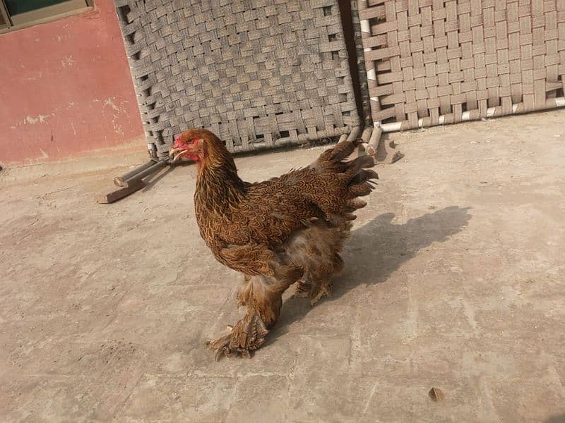 Female Brahma, Bharama, Barhma for sale 3