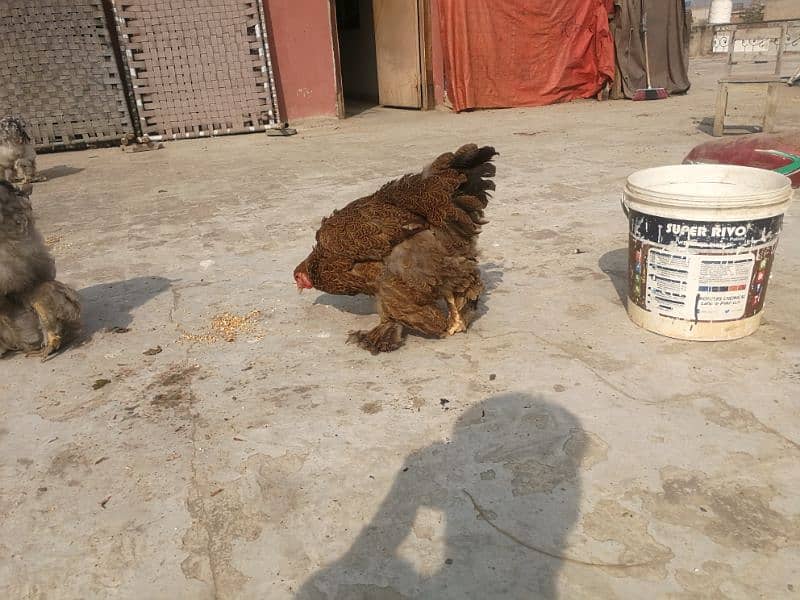 Female Brahma, Bharama, Barhma for sale 4