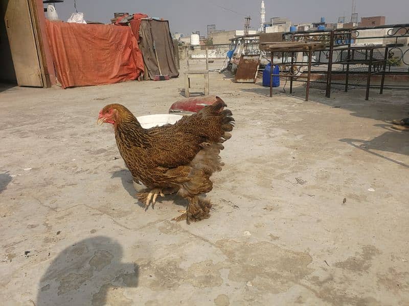 Female Brahma, Bharama, Barhma for sale 5