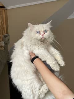 persian female semi punch face cat for sale