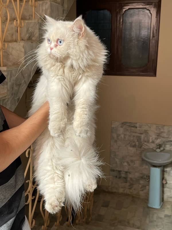 persian female semi punch face cat for sale 1